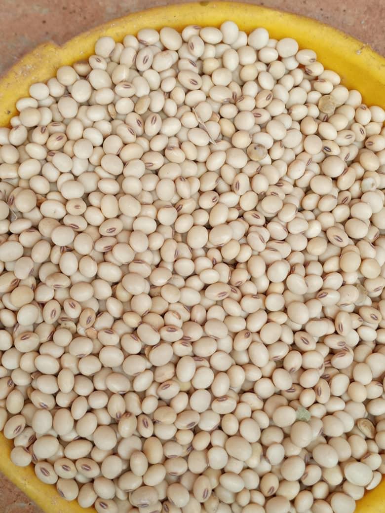 Đậu nành Châu Phi