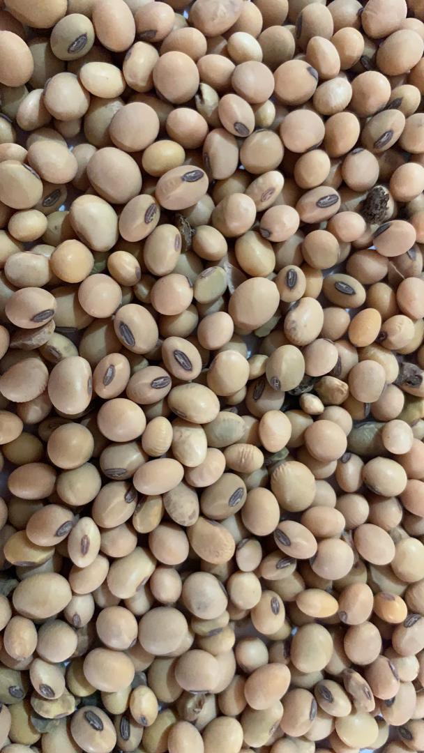 Đậu nành Châu Phi