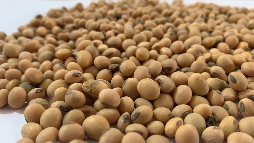 Đậu nành Châu Phi